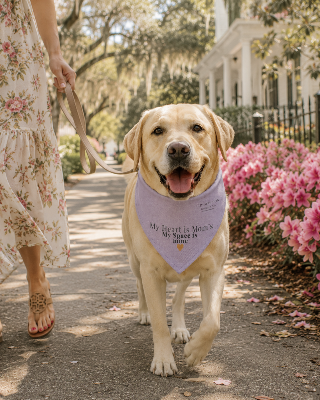 Dog wearing a bandana with text, walking on a path with flowers and a house in the background