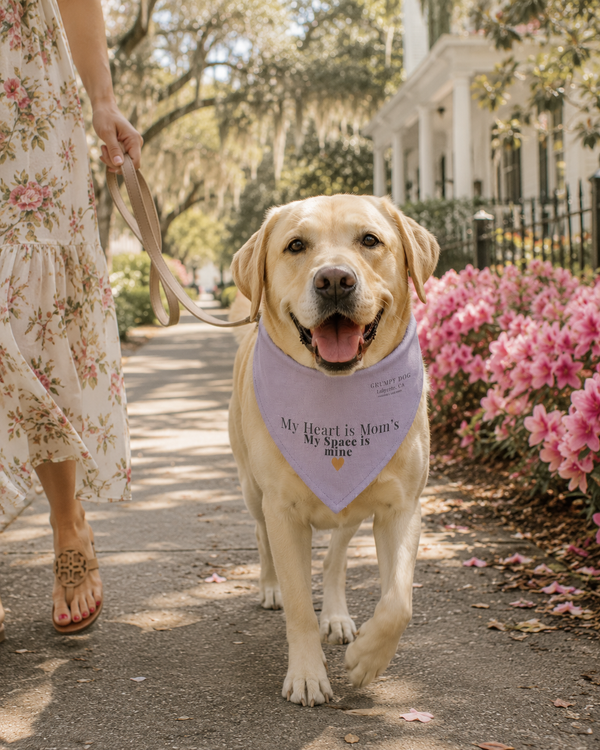 Dog wearing a bandana with text, walking on a path with flowers and a house in the background